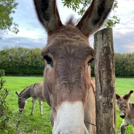 게스트하우스 Le Domaine De La Gravette *