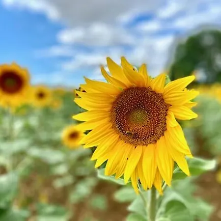 게스트하우스 Le Domaine De La Gravette Beauvoir-sur-Niort