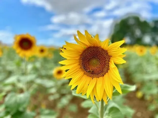 Casa de hóspedes Le Domaine De La Gravette Beauvoir-sur-Niort